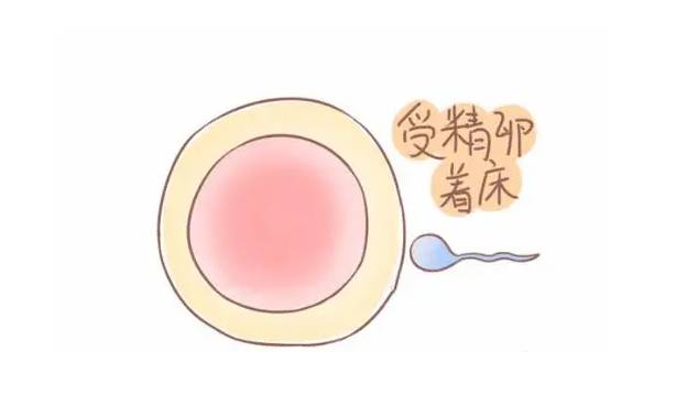 生育百科：細(xì)數(shù)關(guān)于凍卵你不知道的哪些事兒